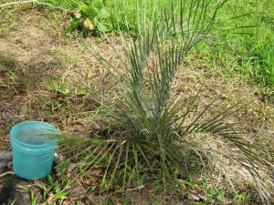 xerophylla_MLM_032012_rsz.jpg
